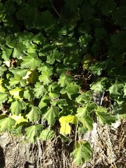 Heuchera hirsutissima