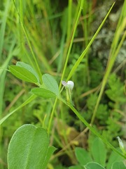 Vicia lathyroides