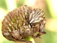 Odontotarsus