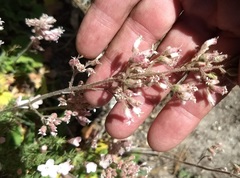 Heuchera hirsutissima