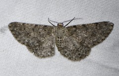 Stenoporpia margueritae