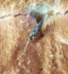 Sympherobius occidentalis