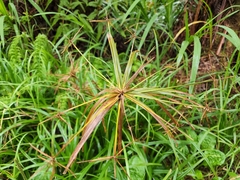 Cyperus meyenianus
