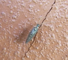 Sympherobius occidentalis