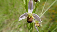 Ophrys apifera bicolor