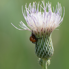 Nemognatha piazata