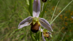 Ophrys apifera bicolor