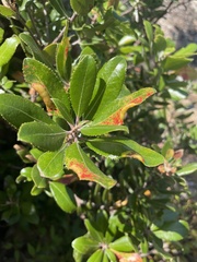 Comarostaphylis diversifolia planifolia
