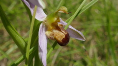 Ophrys apifera bicolor