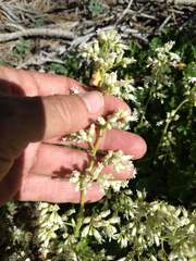 Heuchera hirsutissima