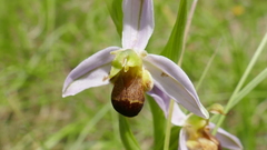 Ophrys apifera bicolor