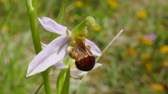 Ophrys apifera bicolor
