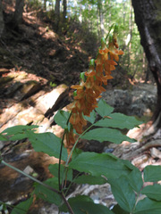 Lathyrus aureus