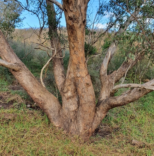 Image of Eucalyptus melliodora by (c) ronavery, some rights reserved (CC BY)