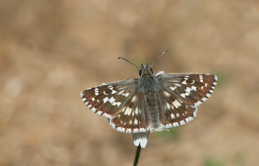 Sandy grizzled skipper