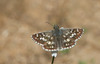 Sandy Grizzled Skipper - Photo (c) Paul Cools, some rights reserved (CC BY-NC), uploaded by Paul Cools