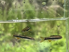 Pteronotropis metallicus