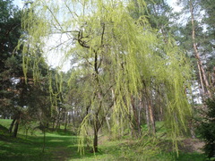 Salix × pendulina