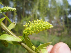 Salix × pendulina