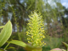 Salix × pendulina