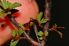 Myrothamnus flabellifolius image