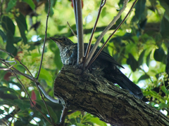 Turdus merula