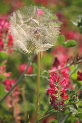 Tragopogon eriospermus