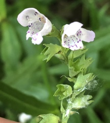 Physostegia angustifolia