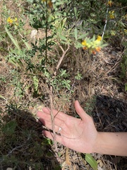 Acmispon dendroideus dendroideus
