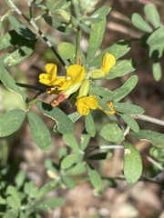 Acmispon dendroideus dendroideus
