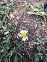 Tridax