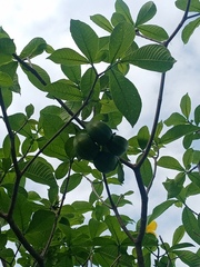 Tabernaemontana donnell-smithii