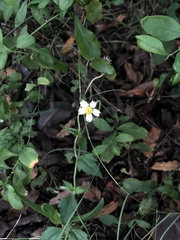 Tridax