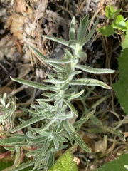 Castilleja hololeuca
