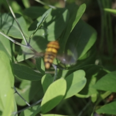 Milesia virginiensis