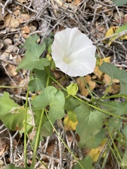 Calystegia macrostegia macrostegia