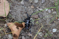 Anoplophora chinensis