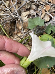 Calystegia macrostegia macrostegia