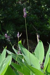 Thalia dealbata