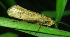 Limnephilus affinis