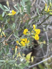 Acmispon dendroideus dendroideus