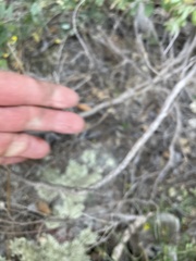 Acmispon dendroideus dendroideus