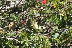 Empidonax difficilis