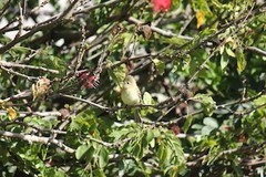 Empidonax difficilis