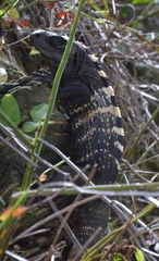 Ctenosaura oedirhina
