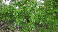 Populus maximowiczii × populus trichocarpa