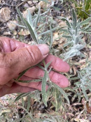 Castilleja hololeuca