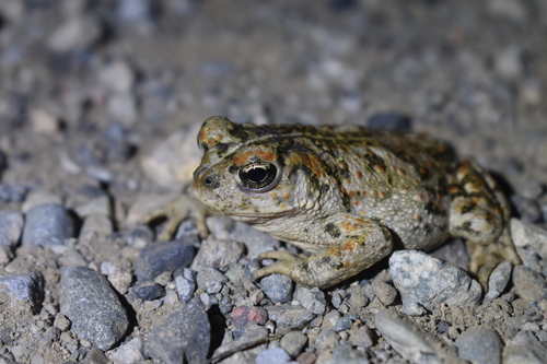 iNaturalist observation photo of Western Toad