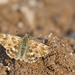 Marbled Skipper - Photo (c) Paul Cools, some rights reserved (CC BY-NC), uploaded by Paul Cools