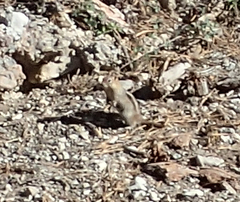Callospermophilus lateralis certus